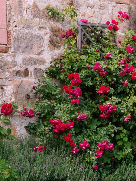 Castillo Landgrave Marburgo Florecen Rosas Rojas Fuertes Ladrillos Viejos — Foto de Stock