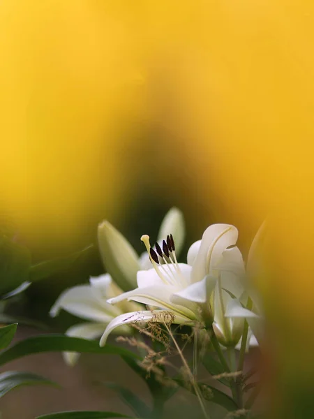 Bahçede Güçlü Zambaklar Açar Sarı Beyaz — Stok fotoğraf
