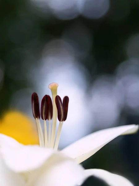 Energiczne Lilie Kwitną Ogrodzie Kolorze Żółtym Białym — Zdjęcie stockowe