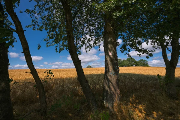 Fields of grain ready for harvest, with trees in the foreground at the edge of the field,light shadow