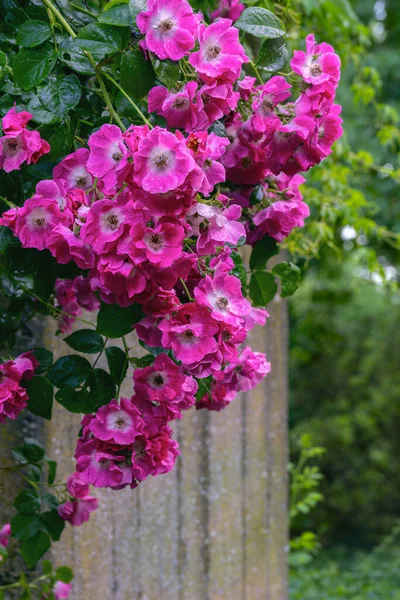 Silné Zavěšené Růže Růžová Červená Květy Zahradě Přes Kamennou Zeď — Stock fotografie