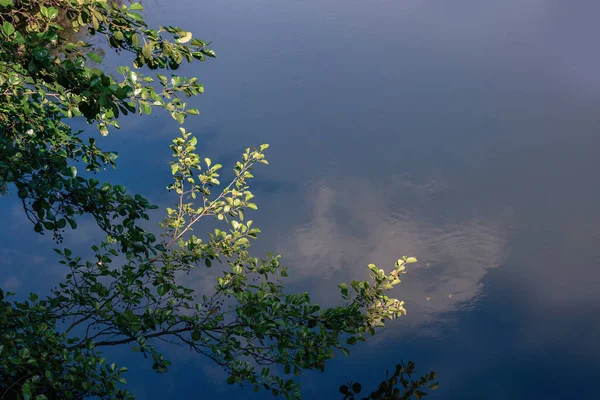 가지로 들여다보는 마르부르크어 — 스톡 사진