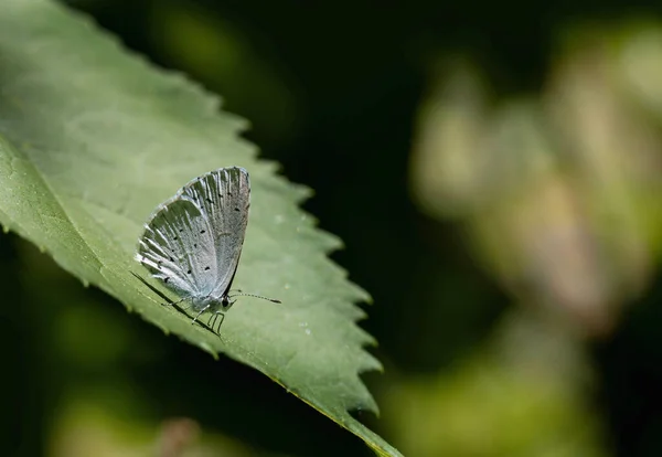 Γαλάζια Πεταλούδα Φύλλα Lycaenidae — Φωτογραφία Αρχείου