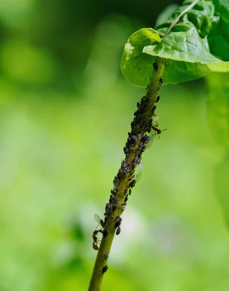 Mravenci Mšice Lze Vidět Stonku Listí — Stock fotografie