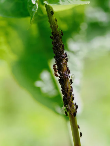 Ameisen Und Blattläuse Sind Blattstiel Sehen — Stockfoto