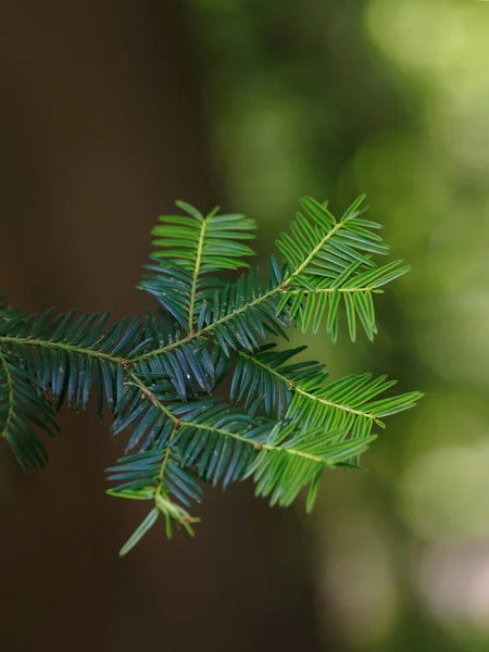 Grüne Zweige Des Taxus Mit Frischen Trieben — Stockfoto