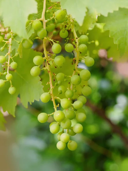 Niedojrzałe Jeszcze Zielone Winogrona Ogrodzie — Zdjęcie stockowe