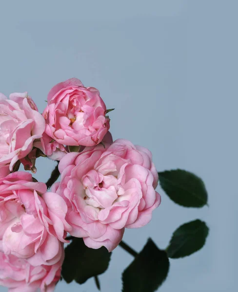 Malé Růžové Květy Stonku Jediný Portrét Rozmazané Světlé Pozadí Bokeh — Stock fotografie