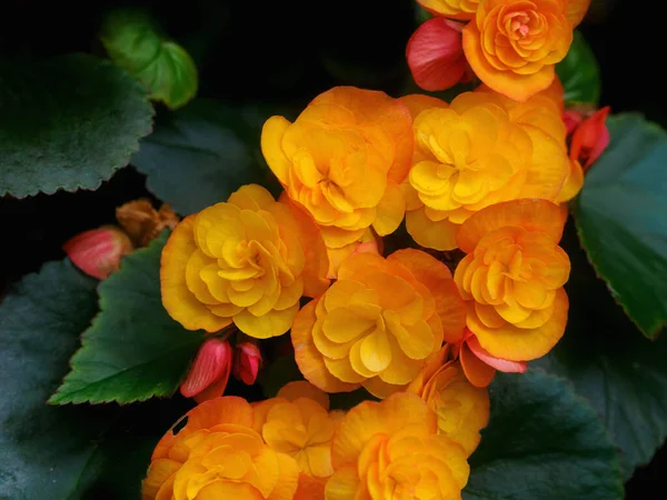 Žluté Oranžové Květy Hlíznaté Begonie Květináči Tmavé Pozadí — Stock fotografie