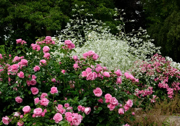 Große Blühende Rosensträucher Mit Weißen Blüten Strauch Als Begleitpflanzung — Stockfoto