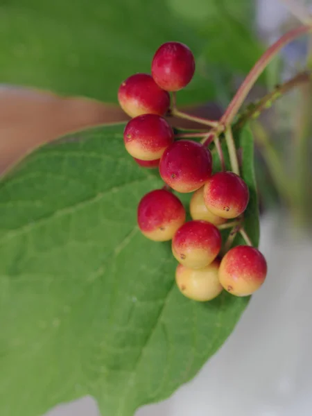 Czerwone Żółte Dojrzałe Jagody Owoce Viburnum Opulus Liściem — Zdjęcie stockowe