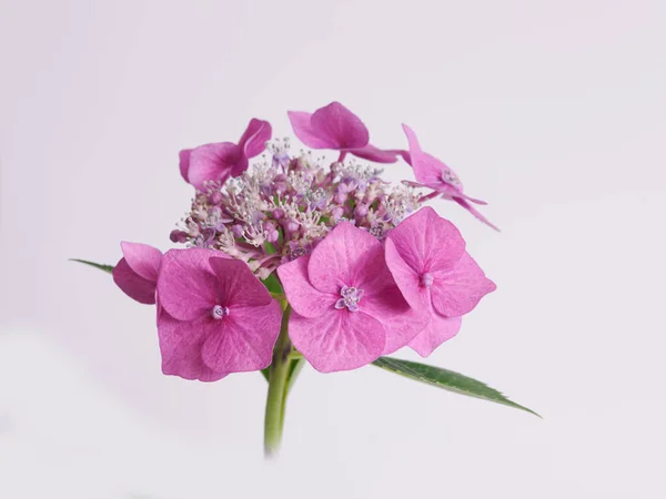 Krásné Růžové Hortenzie Izolované Bílém Pozadí Místnosti Různé Varianty — Stock fotografie