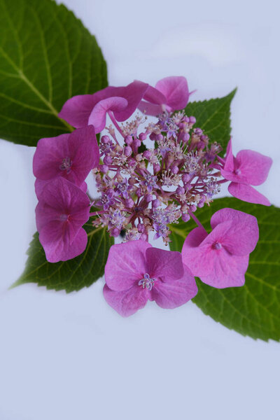 Beautiful pink hydrangeas isolated against a white background, in the room, different variations