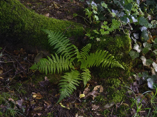 Fougère Arborescente Dans Forêt Vue Dessus — Photo