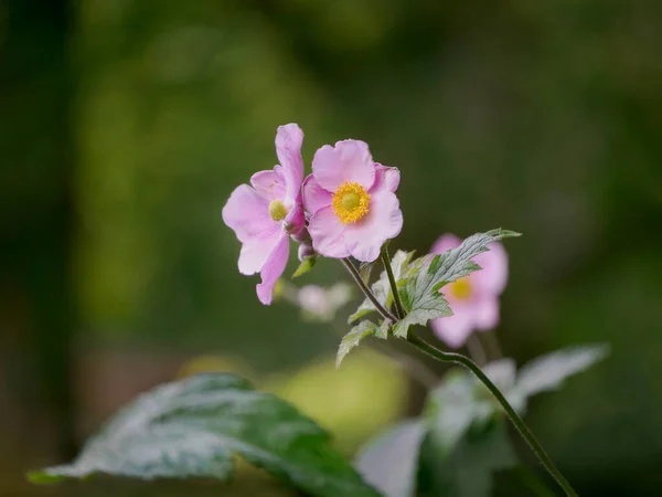 Flores Delicadas Color Rosa Fino Contraluz Anémona Otoño Anemone Hupehensis — Foto de Stock