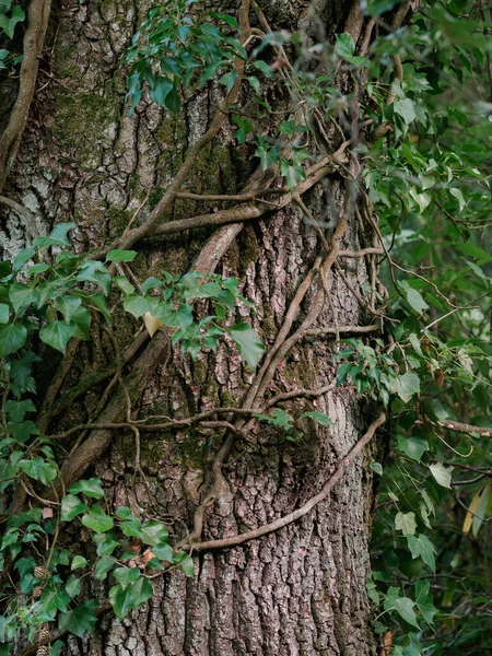 Текстура Ствола Дерева Естественный Узор — стоковое фото