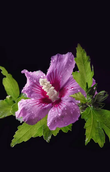 Hermosas Flores Sobre Fondo Oscuro Vista Cercana Primer Plano — Foto de Stock
