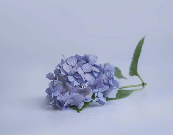 Modré Květy Izolované Bílém Pozadí — Stock fotografie