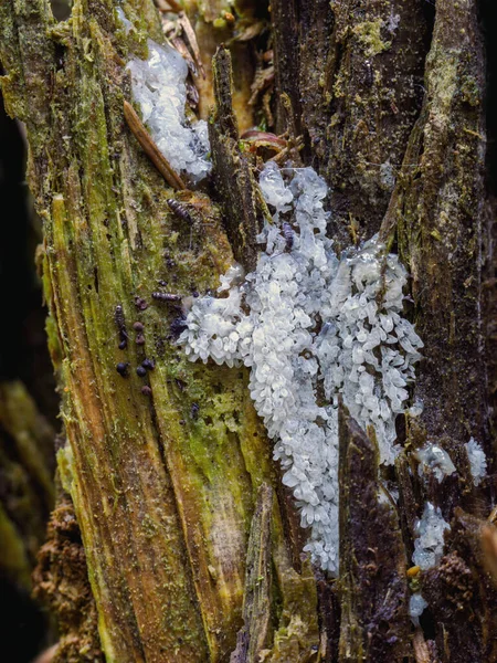 Ormana Giderken Ağaç Gövdesinde Çok Nadir Bulunan Beyaz Balçık Kalıpları — Stok fotoğraf
