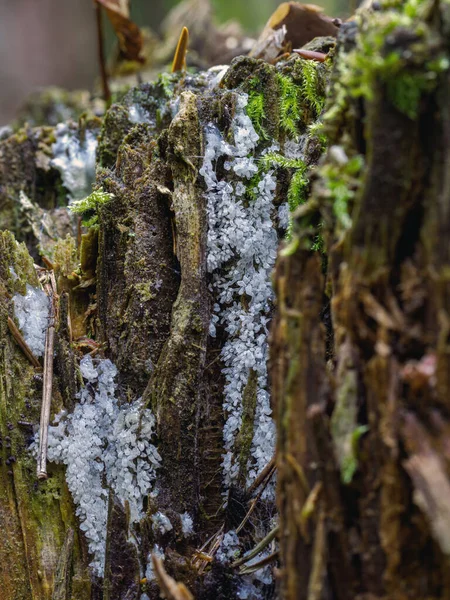 Way Forest Very Rare Small White Slime Molds Tree Trunk — Stock Photo, Image