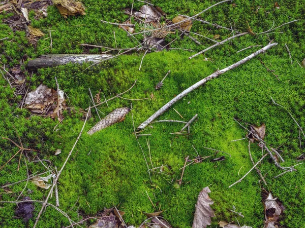 在森林的路上 苔藓和树枝 — 图库照片