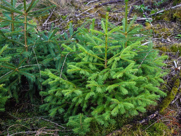 Out Forest Natural Forest Regeneration Young Spruces — Stock Photo, Image