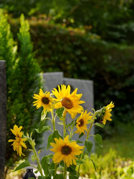 Лесное Кладбище Изгородью Могилой Имени Цветущими Подсолнухами — стоковое фото