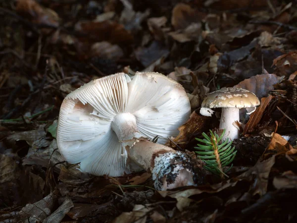 第一批蘑菇仍潜伏在森林的树叶中 — 图库照片