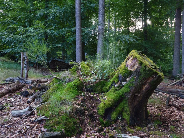 Dans Forêt Tout Est Recyclé Tout Pourrit Prend Temps — Photo