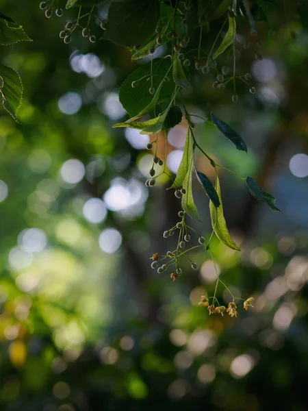 リンデン花と夏の光に対して葉 — ストック写真