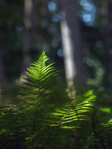 Groene Varen Bladeren Het Bos — Stockfoto