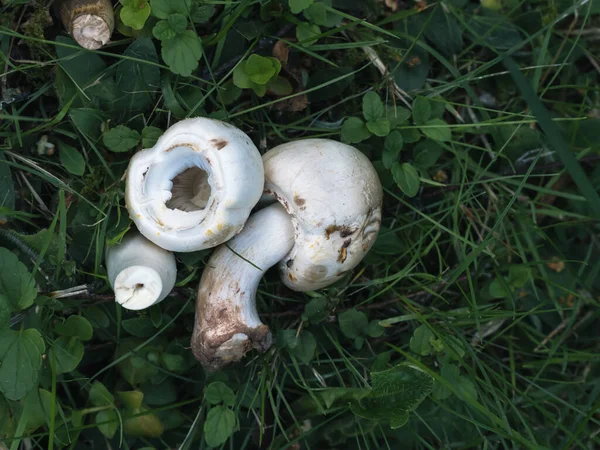 白色的草甸蘑菇在草甸里 — 图库照片