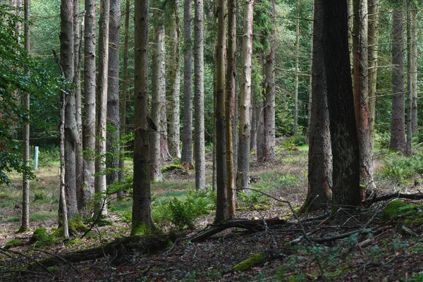 Gyönyörű Természet Táj Erdőben — Stock Fotó