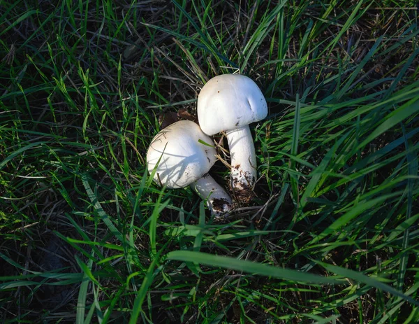 草丛中的白色蘑菇 — 图库照片