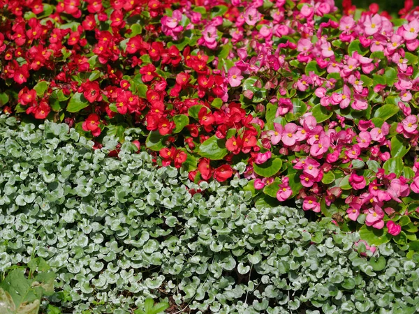 Vörös Virágok Kertben Begónia Virágok Sír Ültetés — Stock Fotó