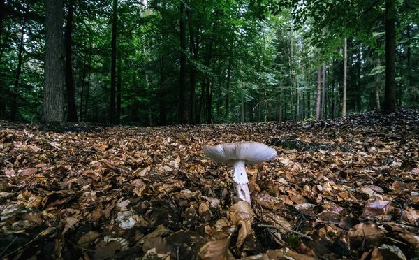 Hvit Skog Sopp Høsten – stockfoto