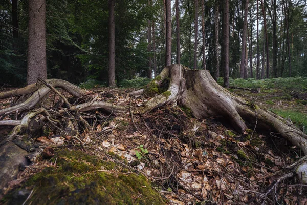Korzenie Drzew Lesie Korzenie Drzew — Zdjęcie stockowe