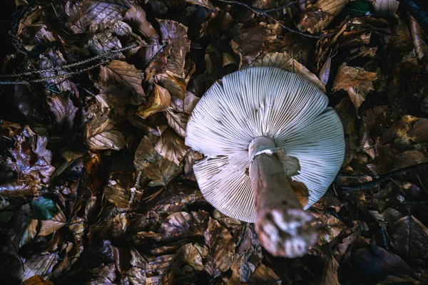 森林里的白色蘑菇靠近了 — 图库照片