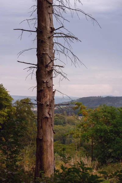森林边缘的一棵枯死的松树 覆盖着天空的田野 — 图库照片