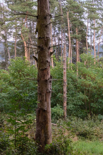 Enkele Dode Dennenboom Aan Rand Van Een Bos Boven Velden — Stockfoto
