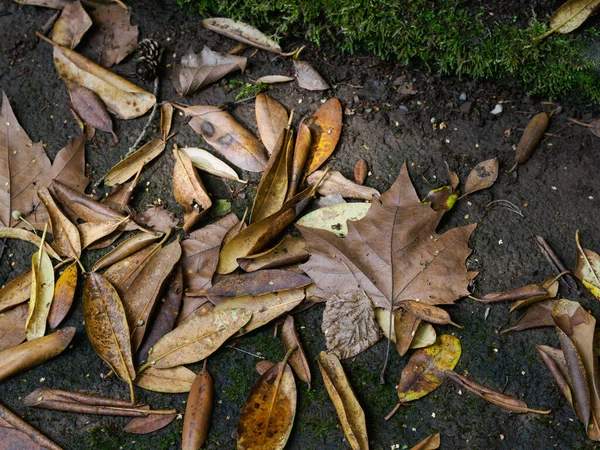 Dry Leaves Ground — Stock Photo, Image