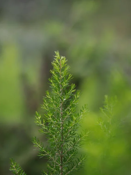 Zblízka Borovicové Větve Lese — Stock fotografie
