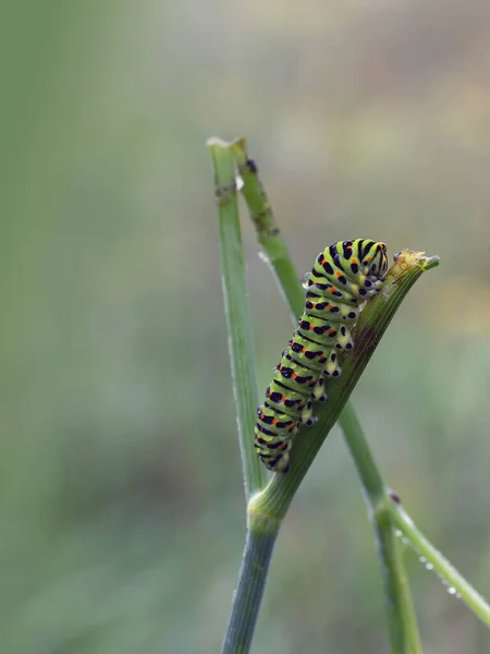 Starsza Gąsienica Jaskółcze Papilio Machaon Gałązce Mgle Kropli — Zdjęcie stockowe