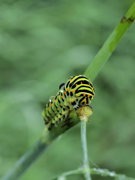 Vieille Chenille Swallowtail Papilio Machaon Sur Brindille Brouillard Goutte — Photo