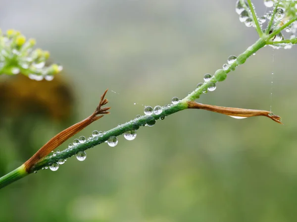 Green branch with dew or rain drops