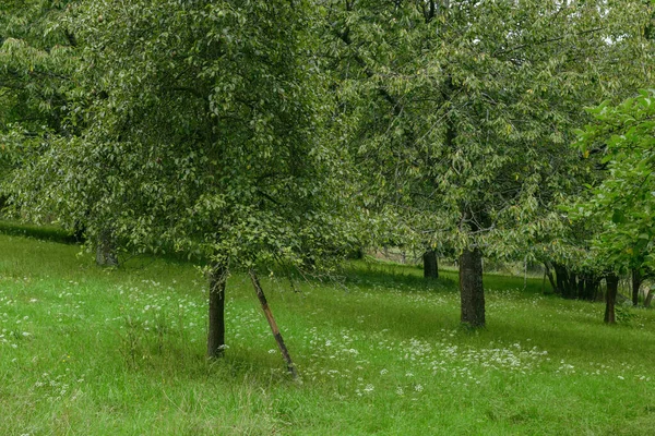 老水果品种的苹果树种植 马尔堡海利格尔 奥克索森 — 图库照片