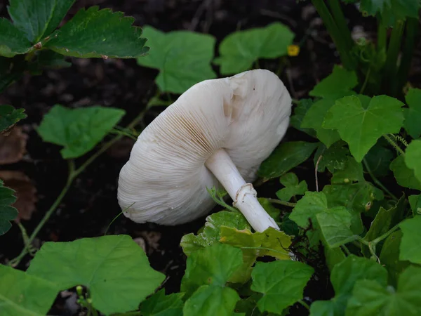 生长在森林中的白色蘑菇 — 图库照片