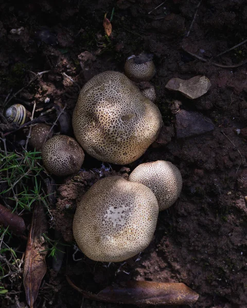 Funghi Una Foresta Bofist — Foto Stock