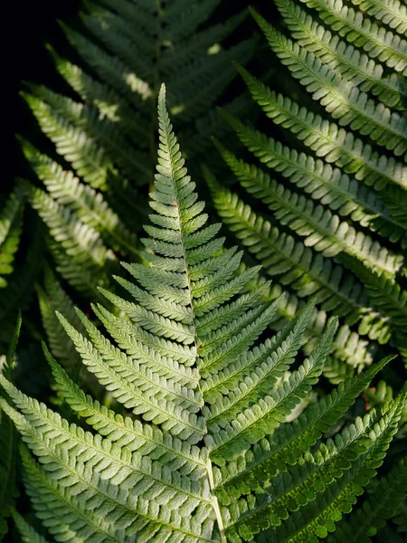 Fern frond seen from above, nice green, edge of forest