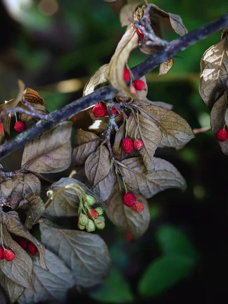 Krzew Suchymi Liśćmi Czerwonymi Zielonymi Owocami — Zdjęcie stockowe